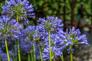 Agapanthus africanus, commonly named the African lily, is a flowering plant from the genus Agapanthus.