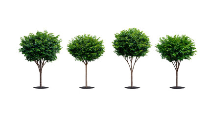Green tree isolated round foliage summer nature outdoor park landscaping growth environment peaceful scene with four lush trees standing in row perfect for garden or urban design