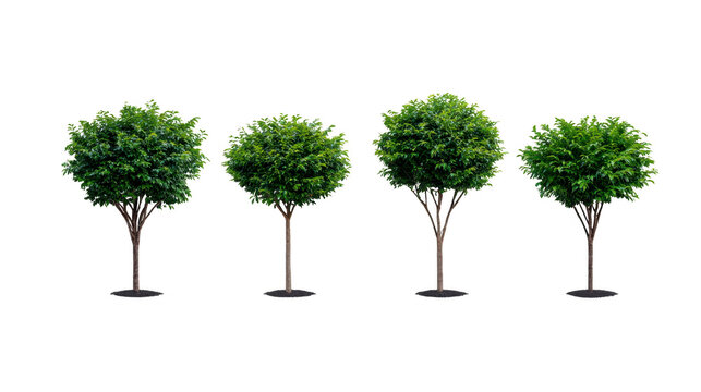 Green tree isolated round foliage summer nature outdoor park landscaping growth environment peaceful scene with four lush trees standing in row perfect for garden or urban design