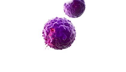 Two spherical, purple, textured cellular forms against a black background