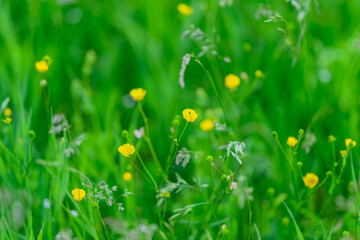 A Beautiful and Vibrant Green Meadow Filled with Colorful Wildflowers in Full Bloom