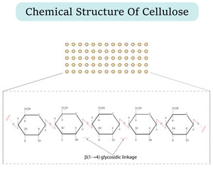 Chemical structural Cellulose polysaccharide molecule. isolated on white background