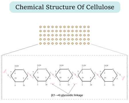 Chemical structural Cellulose polysaccharide molecule. isolated on white background