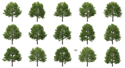 Fototapeta premium Tree isolated on transparent background