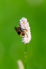 A Bee Pollinating a Beautiful Flower in a Bright Green Field Full of Life and Colorful Plants