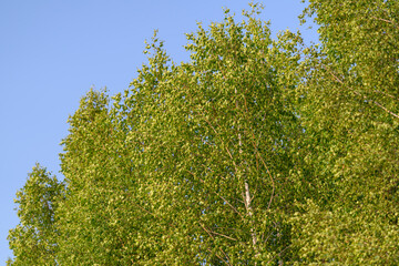 Lush, vibrant green foliage beautifully contrasts against a clear, bright blue sky overhead