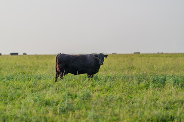A solitary cow peacefully grazing in a lush green pasture, enjoying the serene landscape