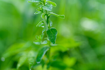 A Fresh Green Herb Enhanced by Dew Drops in a Beautifully Lush and Inviting Environment
