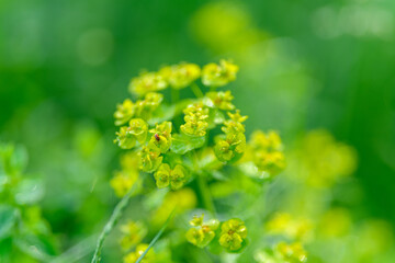 Vibrant and Lush Green Flora Accompanied by Delicate and Beautiful Yellow Blooms