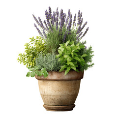Herbs and Lavender Blooming in a Rustic Pot on a Sunny Day