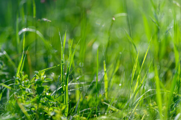 The lush green grass adorned with sparkling dew drops glistens in the gentle morning light