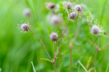 Delicate Wildflowers Blooming in Lush Greenery, Surrounded by Beautiful Nature and Vibrant Colors