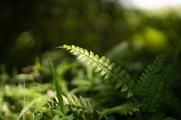 Ferns are exposed to sunlight. The process of plants cooking food in their leaves. Photo of ferns. Green plants growing wild.