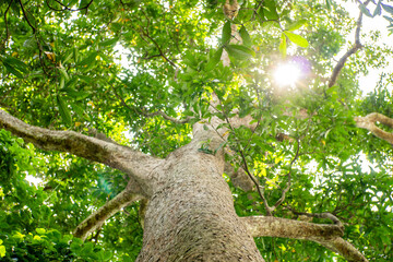 Tree trunks with lush green leaves are illuminated by sunlight. Trees are rich in oxygen.
