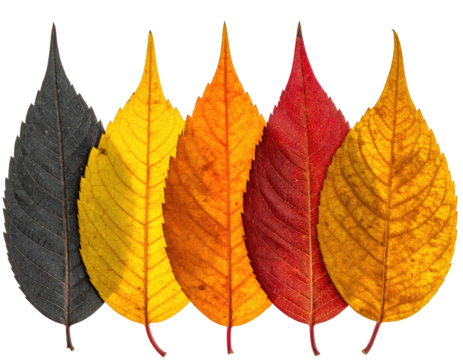 Autumnal arrangement of five vibrantly colored leaves with striking veins