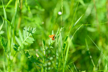 A Beautiful CloseUp of a Delicate Butterfly Resting Serenely on Lush Green Grass