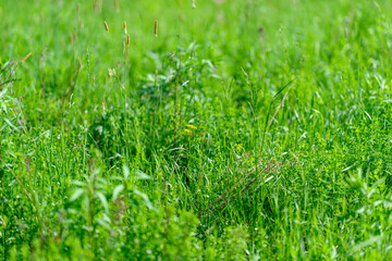 A beautiful and lush green grass field illuminated by bright and vibrant natural light
