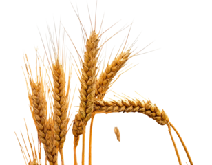 Close-up of golden wheat stalks with a translucent background, showing detail