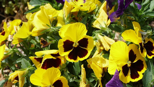 Vibrant 'Matrix Yellow Blotch' pansies in full bloom, showcasing their striking dark centers amidst lush green foliage on a sunny day.