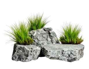 Gray rocks support bright green plants and grasses against a transparent black backdrop