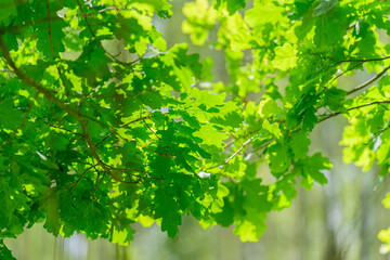 The Exuberant and Vibrant Green Tree Leaves Shine Brightly and Beautifully in the Warm Sunlight