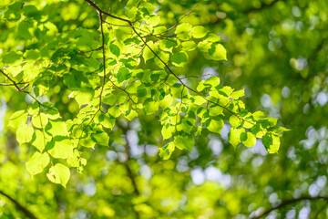 Lush green leaves glow beautifully in the sunlight, creating a vivid and serene atmosphere