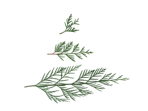 Three green cedar branches arranged in a christmas tree shape, isolated on transparent background