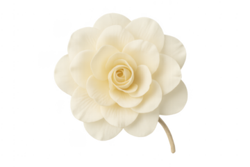 White artificial camellia flower with transparent background