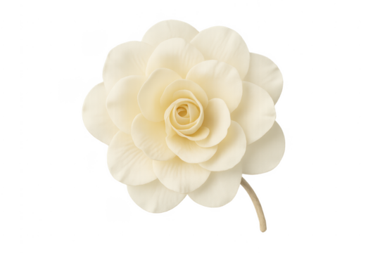 White artificial camellia flower with transparent background