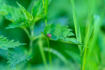 Closeup shot of a Vibrant and Colorful Beetle resting on a Green Leaf amidst Nature