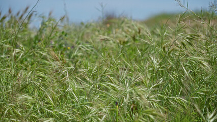 Green grass swaying in a sunny outdoor field in torrevieja, spain with blue sky shining over the natural landscape, capturing the vibrant scene of summer vegetation.