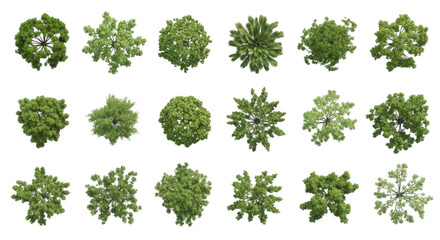 Tree isolated on transparent background