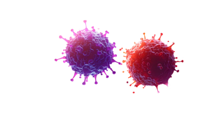 Two virus particles with spiky exteriors, rendered in purple and red hues, on black