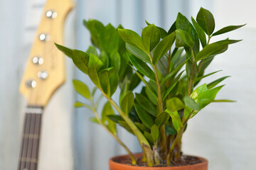 Zamioculcas indoor plant in terracotta pot