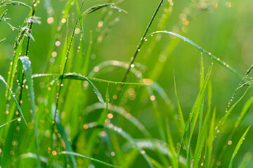 The Morning Dew Collects on the Beautiful, Lush Green Grass of Natures Vibrant Landscape