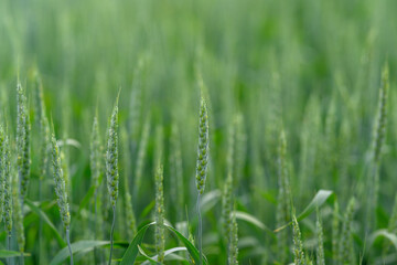 Lush Green Grass Field with Tall Stalks of Vibrant Greenery and Flourishing Flora