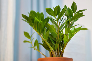 Zamioculcas indoor plant in terracotta pot