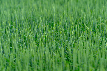 A Vibrant Green Wheat Field is Now Fully Ready for Harvest During the Warm Summer Season