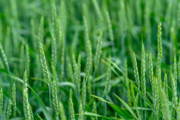 A Beautiful, Lush Green Grass Field Abundant with Grains and Vibrant Blades of Grass