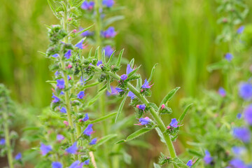 Discover the Beautiful Wildflowers that Feature Delicate and Stunning Purple Blooms
