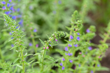 Vibrant and lush green plants adorned with stunning blue flowers thriving in natures beauty