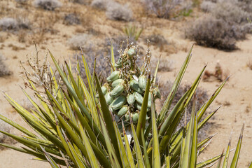 Mojave Yucca green seed pods in desert landscape (Yucca schidigera)