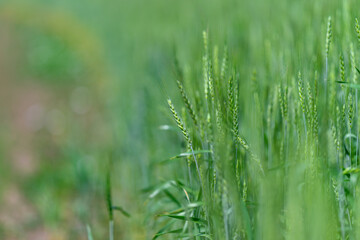 A Lush Green Grass Field Adorned with Dew Drops in Soft and Dreamy Focus for Aesthetic Appeal