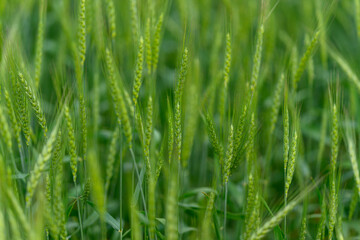 Lush and vibrant green grass grows in nature during the beautiful and thriving growth season