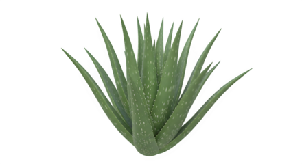 Aloe vera plant with distinct green succulent leaves featuring white spots, isolated for design elements, health, skincare, and natural remedies concepts