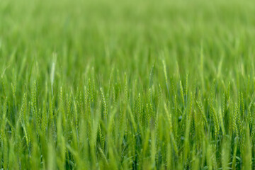 A Lush Green Wheat Field Flourishing Under Bright and Radiant Sunlight in the Countryside