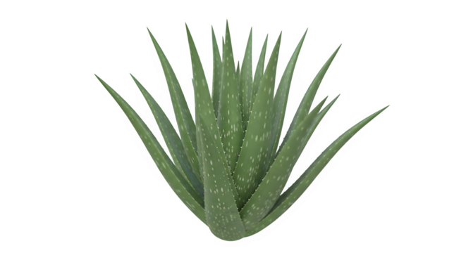 Aloe vera plant with distinct green succulent leaves featuring white spots, isolated for design elements, health, skincare, and natural remedies concepts