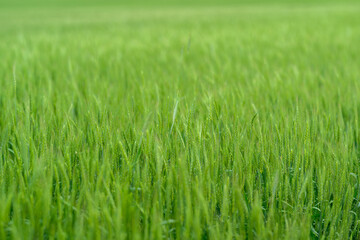 A Lush and Vibrant Green Grass Field Adorned with Dew Drops in the Early Morning Light