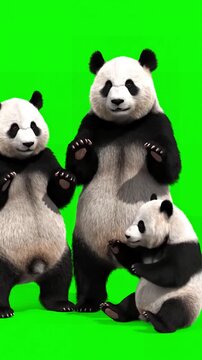 Green Screen Assets with panda zoo cg fur 3d rendering animal realistic cgi vfx animation loop crowd dance composition mapping cartoon alpha channel distortion, overlay, glitch, static noise, scan