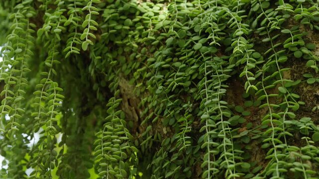 Lush Green Creeping Vine Foliage on a Tree Trunk